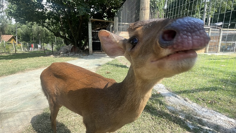 Novo morador do BioParque do Rio ganha nome escolhido pelo público
